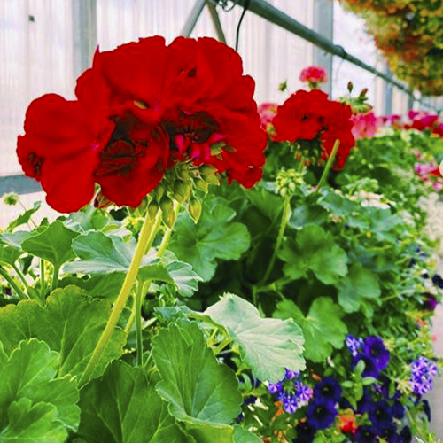 garden1