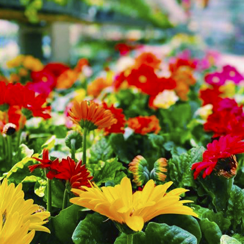 garden4